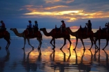 Australasian;Australia;Australian;Broome;Cable-Beach;camel;camel-train;camel-trains;camels;cloud;clouds;dusk;evening;icon;iconic;icons;Kimberley;Kimberley-Region;last-light;late-light;nightfall;orange;silhouette;silhouettes;sky;sunset;sunsets;The-Kimberley;tourism;tourist;tourist-attraction;tourist-attractions;tourists;twilight;W.A.;WA;West-Australia;Western-Australia