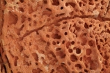 Australasian;Australia;Australian;Broome;erosion;Gantheaume-Point;Gantheaume-Pt.;Kimberley;Kimberley-Region;pitted-rock;red-rock;rock-formations;The-Kimberley;W.A.;WA;weathered-rock;West-Australia;Western-Australia