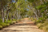 Australasian;Australia;Australian;countryside;Duncan-Road;eucalypt;eucalypts;eucalyptus;eucalytis;gravel-road;gravel-roads;gum;gum-tree;gum-trees;gums;Halls-Creek;Kimberley;Kimberley-Region;metal-road;metal-roads;metalled-road;metalled-roads;old-gold-rush-town;Old-Halls-Creek;road;roads;rural;The-Kimberley;tree;trees;W.A.;WA;West-Australia;Western-Australia