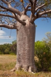 Adansonia-gregorii;Australasia;Australasian;Australia;Australian;Australian-baobab;Australian-Desert;Australian-Outback;back-country;backcountry;backwoods;baobab-tree;baobab-trees;boab-tree;boab-trees;bottle-tree;bottle-trees;country;countryside;cream-of-tartar-tree;d;Derby;gadawon;geographic;geography;gourd_gourd-tree;Great-Northern-Highway;Kimberley;Kimberley-Region;Outback;remote;remoteness;rural;The-Kimberley;tree;tree-trunk;tree-trunks;trees;trunk;trunks;Turkey-Creek;W.A.;WA;Warmun;West-Australia;Western-Australia;wilderness
