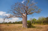 Adansonia-gregorii;Australasia;Australasian;Australia;Australian;Australian-baobab;Australian-Desert;Australian-Outback;back-country;backcountry;backwoods;baobab-tree;baobab-trees;boab-tree;boab-trees;bottle-tree;bottle-trees;country;countryside;cream-of-tartar-tree;d;Derby;gadawon;geographic;geography;gourd_gourd-tree;Great-Northern-Highway;Kimberley;Kimberley-Region;Outback;remote;remoteness;rural;The-Kimberley;tree;tree-trunk;tree-trunks;trees;trunk;trunks;Turkey-Creek;W.A.;WA;Warmun;West-Australia;Western-Australia;wilderness