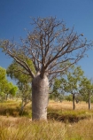 Adansonia-gregorii;Australasia;Australasian;Australia;Australian;Australian-baobab;Australian-Desert;Australian-Outback;back-country;backcountry;backwoods;baobab-tree;baobab-trees;boab-tree;boab-trees;bottle-tree;bottle-trees;country;countryside;cream-of-tartar-tree;d;Derby;gadawon;geographic;geography;gourd_gourd-tree;Great-Northern-Highway;Kimberley;Kimberley-Region;Outback;remote;remoteness;rural;The-Kimberley;tree;tree-trunk;tree-trunks;trees;trunk;trunks;Turkey-Creek;W.A.;WA;Warmun;West-Australia;Western-Australia;wilderness