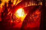 Australasian;Australia;Australian;dusk;evening;Kimberley;Kimberley-Region;Kununurra;nightfall;orange;palm;palm-tree;palm-trees;palms;sky;sunset;sunsets;The-Kimberley;twilight;W.A.;WA;West-Australia;Western-Australia