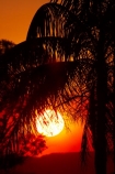Australasian;Australia;Australian;dusk;evening;Kimberley;Kimberley-Region;Kununurra;nightfall;orange;palm;palm-tree;palm-trees;palms;sky;sunset;sunsets;The-Kimberley;twilight;W.A.;WA;West-Australia;Western-Australia