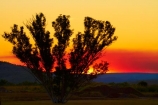Australasian;Australia;Australian;dusk;evening;Kimberley;Kimberley-Region;Kununurra;nightfall;orange;sky;sunset;sunsets;The-Kimberley;tree;trees;twilight;W.A.;WA;West-Australia;Western-Australia