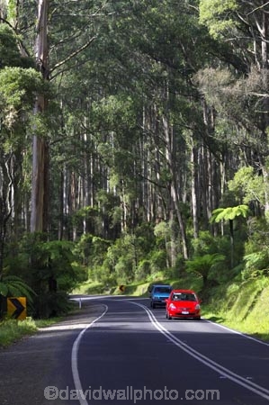 australasia;Australia;australian;bend;bends;bush;car-cars;centre-line;centre-lines;centre_line;centre_lines;centreline;centrelines;corner;corners;Dandenong-Ranges;dandenongs;driving;eucalypt;eucalypts;eucalyptus-trees;forest;forests;gum-trees;highway;highways;Melbourne;native-bush;native-trees;open-road;open-roads;red-car;red-cars;road;road-trip;roads;straight;traffic;transport;transportation;travel;traveling;travelling;tree;trees;trip;Victoria