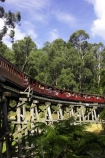 australasia;Australia;australian;bridge;bridges;bush;carriage;carriages;children;Dandenong-Ranges;dandenongs;eucalypt;eucalypts;eucalyptus-trees;eucalyptus-treet;excursion;forest;forests;gum-trees;Melbourne;native-bush;native-trees;passenger;passenger-train;passenger-trains;passengers;Puffing-Billy-Steam-Train;rail;railroad;railroads;rails;railway;railways;tourism;tourist;tourist-train;tourist-trains;tourists;track;tracks;train;trains;transport;transportation;tree;trees;trip;viaduct;viaducts;Victoria;wagon;wagons;wooden-bridge;wooden-bridges;wooden-viaduct;wooden-viaducts