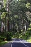 australasia;Australia;australian;bend;bends;bush;centre-line;centre-lines;centre_line;centre_lines;centreline;centrelines;corner;corners;Dandenong-Ranges;dandenongs;driving;eucalypt;eucalypts;eucalyptus-trees;forest;forests;gum-trees;highway;highways;Melbourne;native-bush;native-trees;open-road;open-roads;road;road-trip;roads;straight;transport;transportation;travel;traveling;travelling;tree;trees;trip;Victoria