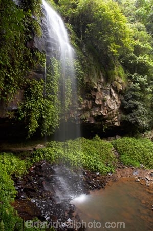 Australasian;Australia;Australian;cascade;cascades;Central-Eastern-Rainforest-Reserves;creek;creeks;Crystal-Falls;Crystal-Shower-falls;Dorrigo-N.P.;Dorrigo-National-Park;Dorrigo-NP;Dorrigo-Rainforest;falls;forest;forests;Gondwana-Rainforests-of-Australia;green;lush;Mid-North-Coast;Mid-North-Coast-NSW;Mid-North-Nsw;Mid-Northern-NSW;N.S.W.;natural;nature;New-South-Wales;NSW;overhang;rainforest;rainforests;scene;scenic;stream;streams;verdant;water;water-fall;water-falls;waterfall;Waterfall-Way;waterfalls;wet;Wonga-Walk;World-Heritage-Site