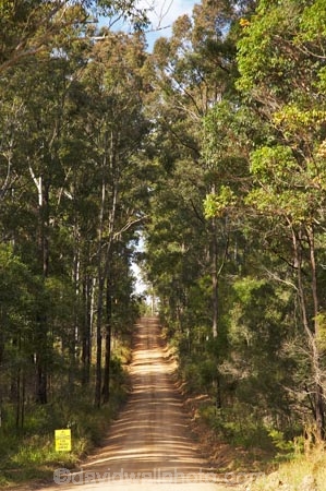 Australasian;Australia;Australian;countryside;Cowarra-Access-Road;eucalypt;Eucalypt-Forest;eucalypts;eucalyptus;eucalytis;forests;gravel-road;gravel-roads;gum;gum-forest;gum-tree;gum-trees;gums;metal-road;metal-roads;metalled-road;metalled-roads;Mid-North-Coast;Mid-North-Coast-NSW;Mid-North-Nsw;Mid-Northern-NSW;N.S.W.;New-South-Wales;NSW;road;roads;rural;tree;trees;Wauchop