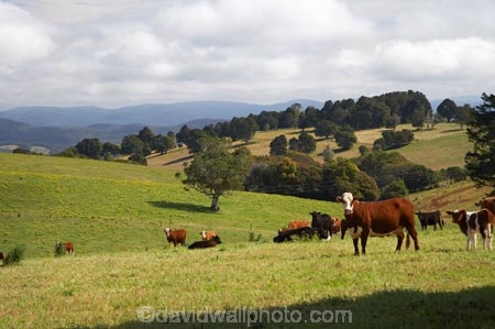 agricultural;agriculture;Australasian;Australia;Australian;cattle;Comboyne;country;countryside;cow;cows;farm;farming;farmland;farms;field;fields;Greater-Taree-Region;green;Innes-View-Road;livestock;meadow;meadows;Mid-North-Coast;Mid-North-Coast-NSW;Mid-North-Nsw;Mid-Northern-NSW;N.S.W.;New-South-Wales;NSW;paddock;paddocks;pasture;pastures;rural;spring;spring-time;stock