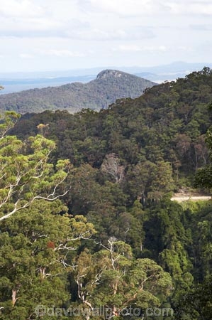 Australasian;Australia;Australian;Boorganna;bush;Comboyne-Rd;Comboyne-Road;countryside;eucalypt;eucalypts;eucalyptus;Eucalyptus-Trees;eucalytis;forest;forests;Greater-Taree-Region;gum;gum-tree;gum-trees;gums;Mid-North-Coast;Mid-North-Coast-NSW;Mid-North-Nsw;Mid-Northern-NSW;N.S.W.;New-South-Wales;NSW;rural;tree;trees