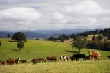 agricultural;agriculture;Australasian;Australia;Australian;cattle;Comboyne;country;countryside;cow;cows;farm;farming;farmland;farms;field;fields;Greater-Taree-Region;green;Innes-View-Road;livestock;meadow;meadows;Mid-North-Coast;Mid-North-Coast-NSW;Mid-North-Nsw;Mid-Northern-NSW;N.S.W.;New-South-Wales;NSW;paddock;paddocks;pasture;pastures;rural;spring;spring-time;stock