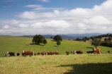 agricultural;agriculture;Australasian;Australia;Australian;cattle;Comboyne;country;countryside;cow;cows;farm;farming;farmland;farms;field;fields;Greater-Taree-Region;green;Innes-View-Road;livestock;meadow;meadows;Mid-North-Coast;Mid-North-Coast-NSW;Mid-North-Nsw;Mid-Northern-NSW;N.S.W.;New-South-Wales;NSW;paddock;paddocks;pasture;pastures;rural;spring;spring-time;stock