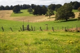 agricultural;agriculture;Australasian;Australia;Australian;country;countryside;farm;farming;Farmland;farms;field;fields;Greater-Taree-Region;green;Innes-View-Road;lush;meadow;meadows;Mid-North-Coast;Mid-North-Coast-NSW;Mid-North-Nsw;Mid-Northern-NSW;N.S.W.;New-South-Wales;NSW;paddock;paddocks;pasture;pastures;rural;spring;Spring-Flowers