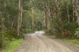 Australasian;Australia;Australian;bush;countryside;eucalypt;eucalypts;eucalyptus;Eucalyptus-Trees;eucalytis;forest;forests;gravel-road;gravel-roads;gum;gum-tree;gum-trees;gums;metal-road;metal-roads;metalled-road;metalled-roads;Mid-North-Coast;Mid-North-Coast-NSW;Mid-North-Nsw;Mid-Northern-NSW;Myall-Lake;N.S.W.;New-South-Wales;NSW;road;roads;rural;Track;tree;trees