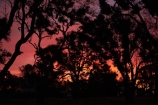 Armidale;New-South-Wales;Australia;New-England;NSW;N.S.W.;dusk;evening;nightfall;orange;sky;sunset;sunsets;twilight;gum-trees
