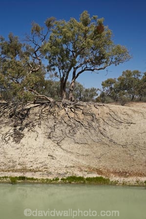 Australasia;Australia;Australian;Australian-Desert;Australian-Deserts;Australian-Outback;Darling-Murray-River-Basin;Darling-Murray-River-System;Darling-River;Darling-River-Basin;Darling-River-System;Darling_Murray-River-Basin;Darling_Murray-River-System;eucalypt;eucalypts;eucalyptus;eucalytis;gum;gum-tree;gum-trees;gums;Kinchega-National-Park;Menindee;N.S.W.;New-South-Wales;NSW;Outback;root-system;root-systems;tree;tree-root;tree-roots;trees