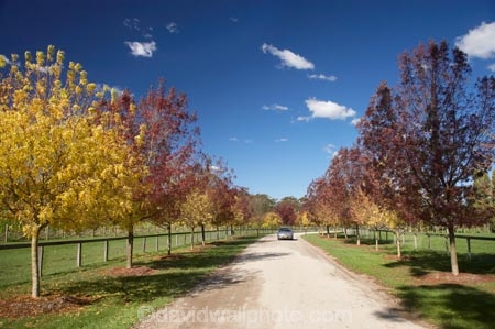 agricultural;agriculture;Australasia;Australia;autuminal;autumn;autumn-colour;autumn-colours;autumnal;blue;Bowral;Centennial-Vineyards;color;colors;colour;colours;country;countryside;crop;crops;cultivation;deciduous;fall;farm;farming;farmland;farms;field;fields;grape;grapes;grapevine;green;horticulture;leaf;leaves;N.S.W.;New-South-Wales;NSW;red;row;rows;rural;season;seasonal;seasons;South-New-South-Wales;Southern-Highlands;Southern-New-South-Wales;tree;trees;vine;vines;vineyard;vineyards;vintage;wine;wineries;winery;wines;yellow