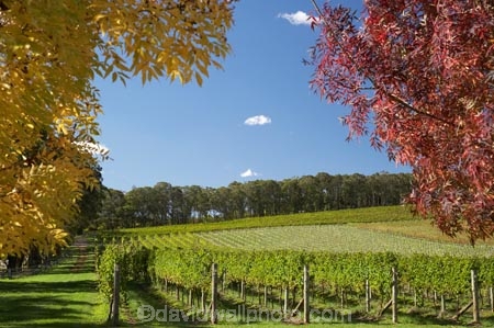 agricultural;agriculture;Australasia;Australia;autuminal;autumn;autumn-colour;autumn-colours;autumnal;blue;Bowral;Centennial-Vineyards;color;colors;colour;colours;country;countryside;crop;crops;cultivation;deciduous;fall;farm;farming;farmland;farms;field;fields;grape;grapes;grapevine;green;horticulture;leaf;leaves;N.S.W.;New-South-Wales;NSW;red;row;rows;rural;season;seasonal;seasons;South-New-South-Wales;Southern-Highlands;Southern-New-South-Wales;tree;trees;vine;vines;vineyard;vineyards;vintage;wine;wineries;winery;wines;yellow