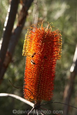 Australasia;Australia;Bottle-brush;Bottle-brushes;Bottlebrush;Bottlebrushes;flower;flowers;Morton-N.P.;Morton-National-Park;Morton-NP;N.S.W.;New-South-Wales;NSW;South-New-South-Wales;Southern-Highlands;Southern-New-South-Wales