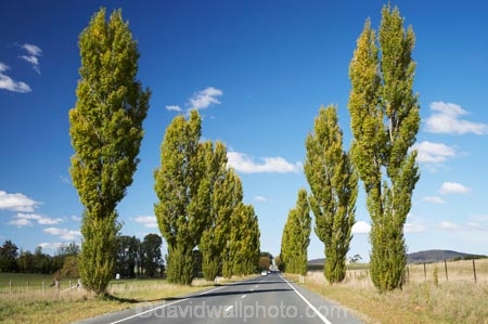Australasia;Australia;autuminal;autumn;autumn-colour;autumn-colours;autumnal;avenue;avenues;Braidwood;color;colors;colour;colours;deciduous;driving;fall;highway;highways;Kings-Highway;leaf;leaves;N.S.W.;New-South-Wales;NSW;open-road;open-roads;poplar;poplar-tree;poplar-trees;poplars;road;road-trip;roads;season;seasonal;seasons;South-New-South-Wales;Southern-New-South-Wales;Southern-Tablelands;straight;transport;transportation;travel;traveling;travelling;tree;trees;trip