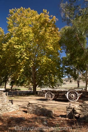 australasia;Australasian;Australia;australian;autuminal;autumn;autumn-colour;autumn-colours;autumnal;cart;carts;cartwheel;cartwheels;color;colors;colour;colours;deciduous;derelict;fall;Gundagai;heritage;historic;historical;history;Joseph-Carberrys-Inn;leaf;leaves;N.S.W.;New-South-Wales;NSW;old;pony-cart;ruin;ruins;season;seasonal;seasons;South-New-South-Wales;South-West-Slopes;Southern-New-South-Wales;spoked-wheel;spoked-wheels;stone-ruins;The-Limestone-Inn;tradition;traditional;tree;trees;waggon;waggons;wagon;wagon-wheel;wagon-wheels;wagons;wheel;wheels