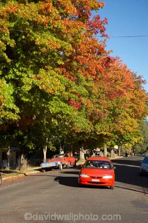 australasia;Australasian;Australia;australian;autuminal;autumn;autumn-colour;autumn-colours;autumnal;Batlow;color;colors;colour;colours;deciduous;fall;leaf;leaves;N.S.W.;New-South-Wales;NSW;oak;oak-tree;oak-trees;oaks;red-car;red-cars;season;seasonal;seasons;Snowy-Mountains;Snowy-Mountains-Drive;South-New-South-Wales;South-West-Slopes;Southern-New-South-Wales;tree;trees