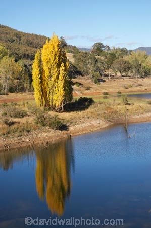australasia;Australasian;Australia;australian;autuminal;autumn;autumn-colour;autumn-colours;autumnal;calm;color;colors;colour;colours;dam;dams;deciduous;fall;Jounama-Dam;Jounama-Pondage;Jounama-Reservoir;lake;lakes;leaf;leaves;N.S.W.;New-South-Wales;NSW;placid;poplar;poplar-tree;poplar-trees;poplars;quiet;reflection;reflections;reservoir;reservoirs;season;seasonal;seasons;serene;smooth;Snowy-Mountains;Snowy-Mountains-Drive;Snowy-Mountains-Highway;Snowy-Mountains-Hydro_Electric-Scheme;Snowy-Mountains-Scheme;South-New-South-Wales;Southern-New-South-Wales;still;Talbingo;tranquil;tree;trees;water