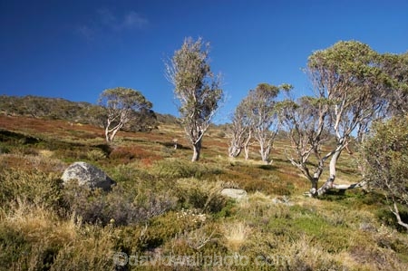 alpine;Australia;eucalypt;eucalypts;eucalyptus;eucalytis;gum;gum-tree;gum-trees;gums;Kosciuszko-N.P.;Kosciuszko-National-Park;Kosciuszko-NP;Main-Range-Track;mountains;N.S.W.;New-South-Wales;NSW;snow-gum;snow-gums;Snowy-Mountains;South-New-South-Wales;Southern-New-South-Wales;tree;trees