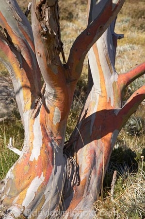 alpine;Australia;bark;eucalypt;eucalypts;eucalyptus;eucalytis;gum;gum-tree;gum-trees;gums;Kosciuszko-N.P.;Kosciuszko-National-Park;Kosciuszko-NP;mountains;N.S.W.;New-South-Wales;NSW;snow-gum;snow-gums;Snowy-Mountains;South-New-South-Wales;Southern-New-South-Wales;tree;trees;trunk;trunks