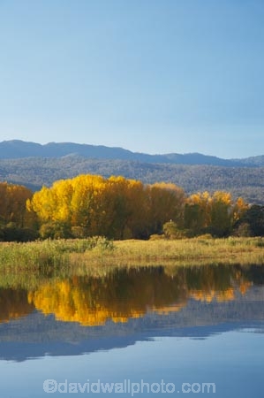 Alpine-Way;Australia;autuminal;autumn;autumn-colour;autumn-colours;autumnal;calm;color;colors;colour;colours;dam;dams;deciduous;fall;Khancoban;Khancoban-Dam;Khancoban-Pondage;Khancoban-Reservoir;lake;lakes;leaf;leaves;N.S.W.;New-South-Wales;NSW;placid;pondage;quiet;reflection;reflections;reservoir;reservoirs;season;seasonal;seasons;serene;smooth;Snowy-Mountains;Snowy-Mountains-Drive;Snowy-Mountains-Hydro_Electric-Scheme;Snowy-Mountains-Scheme;South-New-South-Wales;Southern-New-South-Wales;still;tranquil;tree;trees;water