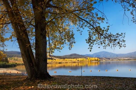 Alpine-Way;Australia;autuminal;autumn;autumn-colour;autumn-colours;autumnal;color;colors;colour;colours;dam;dams;deciduous;fall;Khancoban;Khancoban-Dam;Khancoban-Pondage;Khancoban-Reservoir;lake;lakes;leaf;leaves;N.S.W.;New-South-Wales;NSW;Picnic-Area;picnic-areas;pondage;reservoir;reservoirs;season;seasonal;seasons;Snowy-Mountains;Snowy-Mountains-Drive;Snowy-Mountains-Hydro_Electric-Scheme;Snowy-Mountains-Scheme;South-New-South-Wales;Southern-New-South-Wales;tree;trees;water