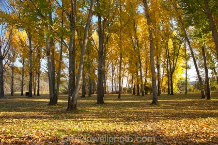 Alpine-Way;Australia;autuminal;autumn;autumn-colour;autumn-colours;autumn-leaves;autumnal;color;colors;colour;colours;deciduous;fall;fallen-leaves;leaf;leaves;N.S.W.;New-South-Wales;NSW;picnic-area;picnic-areas;season;seasonal;seasons;Snowy-Mountains;Snowy-Mountains-Drive;South-New-South-Wales;Southern-New-South-Wales;tree;trees;yellow