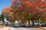Australasia;Australia;autuminal;autumn;autumn-colour;autumn-colours;autumnal;Bowral;color;colors;colour;colours;deciduous;fall;leaf;leaves;N.S.W.;New-South-Wales;NSW;oak;oak-tree;oak-trees;oaks;red;season;seasonal;seasons;South-New-South-Wales;Southern-Highlands;Southern-New-South-Wales;tree;trees