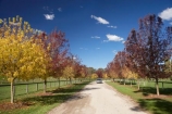 agricultural;agriculture;Australasia;Australia;autuminal;autumn;autumn-colour;autumn-colours;autumnal;blue;Bowral;Centennial-Vineyards;color;colors;colour;colours;country;countryside;crop;crops;cultivation;deciduous;fall;farm;farming;farmland;farms;field;fields;grape;grapes;grapevine;green;horticulture;leaf;leaves;N.S.W.;New-South-Wales;NSW;red;row;rows;rural;season;seasonal;seasons;South-New-South-Wales;Southern-Highlands;Southern-New-South-Wales;tree;trees;vine;vines;vineyard;vineyards;vintage;wine;wineries;winery;wines;yellow