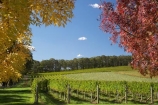 agricultural;agriculture;Australasia;Australia;autuminal;autumn;autumn-colour;autumn-colours;autumnal;blue;Bowral;Centennial-Vineyards;color;colors;colour;colours;country;countryside;crop;crops;cultivation;deciduous;fall;farm;farming;farmland;farms;field;fields;grape;grapes;grapevine;green;horticulture;leaf;leaves;N.S.W.;New-South-Wales;NSW;red;row;rows;rural;season;seasonal;seasons;South-New-South-Wales;Southern-Highlands;Southern-New-South-Wales;tree;trees;vine;vines;vineyard;vineyards;vintage;wine;wineries;winery;wines;yellow