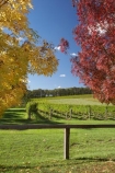 agricultural;agriculture;Australasia;Australia;autuminal;autumn;autumn-colour;autumn-colours;autumnal;blue;Bowral;Centennial-Vineyards;color;colors;colour;colours;country;countryside;crop;crops;cultivation;deciduous;fall;farm;farming;farmland;farms;field;fields;grape;grapes;grapevine;green;horticulture;leaf;leaves;N.S.W.;New-South-Wales;NSW;red;row;rows;rural;season;seasonal;seasons;South-New-South-Wales;Southern-Highlands;Southern-New-South-Wales;tree;trees;vine;vines;vineyard;vineyards;vintage;wine;wineries;winery;wines;yellow