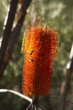 Australasia;Australia;Bottle-brush;Bottle-brushes;Bottlebrush;Bottlebrushes;flower;flowers;Morton-N.P.;Morton-National-Park;Morton-NP;N.S.W.;New-South-Wales;NSW;South-New-South-Wales;Southern-Highlands;Southern-New-South-Wales