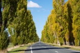 Australasia;Australia;autuminal;autumn;autumn-colour;autumn-colours;autumnal;avenue;avenues;Braidwood;color;colors;colour;colours;deciduous;driving;fall;highway;highways;Kings-Highway;leaf;leaves;N.S.W.;New-South-Wales;NSW;open-road;open-roads;poplar;poplar-tree;poplar-trees;poplars;road;road-trip;roads;season;seasonal;seasons;South-New-South-Wales;Southern-New-South-Wales;Southern-Tablelands;straight;transport;transportation;travel;traveling;travelling;tree;trees;trip
