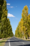 Australasia;Australia;autuminal;autumn;autumn-colour;autumn-colours;autumnal;avenue;avenues;Braidwood;color;colors;colour;colours;deciduous;driving;fall;highway;highways;Kings-Highway;leaf;leaves;N.S.W.;New-South-Wales;NSW;open-road;open-roads;poplar;poplar-tree;poplar-trees;poplars;road;road-trip;roads;season;seasonal;seasons;South-New-South-Wales;Southern-New-South-Wales;Southern-Tablelands;straight;transport;transportation;travel;traveling;travelling;tree;trees;trip