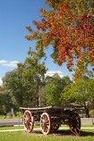 australasia;Australasian;Australia;australian;autuminal;autumn;autumn-colour;autumn-colours;autumnal;cart;carts;cartwheel;cartwheels;color;colors;colour;colours;deciduous;fall;Gundagai;heritage;historic;historical;history;leaf;leaves;liquid-amber;N.S.W.;New-South-Wales;NSW;old;pony-cart;season;seasonal;seasons;South-New-South-Wales;South-West-Slopes;Southern-New-South-Wales;spoked-wheel;spoked-wheels;tradition;traditional;tree;trees;waggon;waggons;wagon;wagon-wheel;wagon-wheels;wagons;wheel;wheels