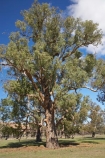 australasia;Australasian;Australia;australian;eucalypt;eucalypts;eucalyptus;eucalytis;gum;gum-tree;gum-trees;gums;Gundagai;Murrumbidgee-River-flood-plain;N.S.W.;New-South-Wales;NSW;South-New-South-Wales;South-West-Slopes;Southern-New-South-Wales;tree;trees