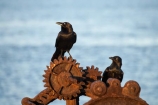 Animal;animals;Australasian;Australia;Australian;Australian-Raven;Australian-Ravens;avian;Beak;Bird;bird-watching;bird_watching;birds;black;cog;cogs;Corvus-coronoides;crow;crows;eco-tourism;eco_tourism;ecotourism;Fauna;Feather;Foreshore;gear;gears;N.S.W.;Natural;Nature;New-South-Wales;Newcastle;Newcastle-Harbor;Newcastle-Harbour;NSW;old-machinery;Ornithology;raven;ravens;rook;rooks;rusty-wheel;Rusty-Winch;wild;Wildlife