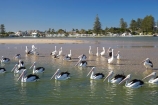 Animal;Animals;Aquatic-bird;Aquatic-birds;Australasian;Australia;Australian;Australian-Pelican;Australian-Pelicans;avian;beak;bill;bird;bird-watching;bird_watching;birds;eco-tourism;eco_tourism;ecotourism;Fauna;Feather;flock;flocks;group;Marine-bird;Marine-birds;N.S.W.;Natural;Nature;New-South-Wales;NSW;Oceania;Ornithology;Pelecanus-conspicillatus;Pelican;Pelicans;The-Entrance;water;wild;Wildlife;Zoology