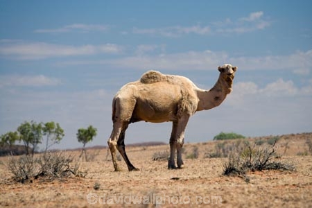 animal;arid;Australasia;Australasian;Australia;Australian;Australian-Desert;Australian-Deserts;Australian-Outback;back-country;backcountry;backwoods;camel;camels;country;countryside;desert;desert-animal;deserts;dromedaries;dromedary;dry;geographic;geography;mammal;mammals;N.T.;Northern-Territory;NT;Outback;red-centre;remote;remoteness;rock;rural;sand;Stuart-Highway;wilderness