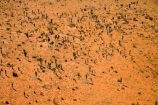 aerial;aerial-photo;aerial-photography;aerial-photos;aerial-view;aerial-views;aerials;Allocasuarina-decaisneana;arid;Australasia;Australia;Australian;Australian-Desert;Australian-Deserts;Desert;Desert-Oak;Desert-Oaks;Deserts;Kurkara;N.T.;National-Park;National-Parks;Northern-Territory;NT;orange-sand;Outback;red;red-centre;red-sand;sand;sandy;Uluru;Uluru-_-Kata-Tjuta-National-Park;Uluru-_-Kata-Tjuta-World-Heritage-Area;Uluru_Kata-Tjuta;UNESCO;Unesco-world-heritage-area;World-Heritage-Area;World-Heritage-Areas