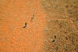 aerial;aerial-photo;aerial-photography;aerial-photos;aerial-view;aerial-views;aerials;Allocasuarina-decaisneana;arid;Australasia;Australia;Australian;Australian-Desert;Australian-Deserts;Desert;Desert-Oak;Desert-Oaks;Deserts;grasses;grasss;Kurkara;N.T.;National-Park;National-Parks;Northern-Territory;NT;orange-sand;Outback;red;red-centre;red-sand;sand;sandy;Uluru;Uluru-_-Kata-Tjuta-National-Park;Uluru-_-Kata-Tjuta-World-Heritage-Area;Uluru_Kata-Tjuta;UNESCO;Unesco-world-heritage-area;World-Heritage-Area;World-Heritage-Areas