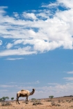animal;arid;Australasia;Australasian;Australia;Australian;Australian-Desert;Australian-Deserts;Australian-Outback;back-country;backcountry;backwoods;camel;camels;country;countryside;desert;desert-animal;deserts;dromedaries;dromedary;dry;geographic;geography;mammal;mammals;N.T.;Northern-Territory;NT;Outback;red-centre;remote;remoteness;rock;rural;sand;Stuart-Highway;wilderness