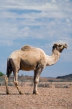 animal;arid;Australasia;Australasian;Australia;Australian;Australian-Desert;Australian-Deserts;Australian-Outback;back-country;backcountry;backwoods;camel;camels;country;countryside;desert;desert-animal;deserts;dromedaries;dromedary;dry;geographic;geography;mammal;mammals;N.T.;Northern-Territory;NT;Outback;red-centre;remote;remoteness;rock;rural;sand;Stuart-Highway;wilderness
